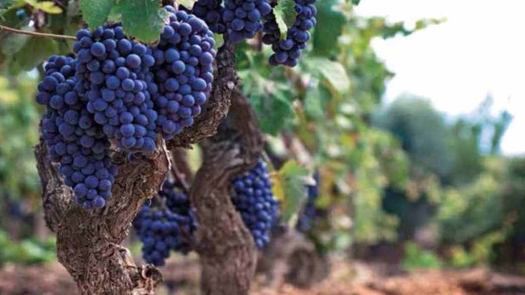 Primitivo di Manduria