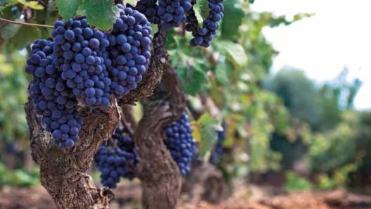 Primitivo di Manduria