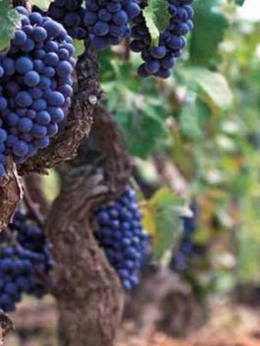 Primitivo di Manduria