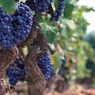 Primitivo di Manduria